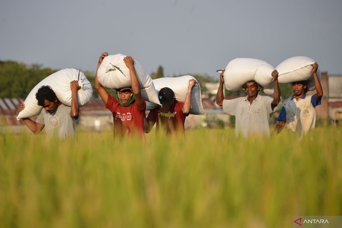 Setelah diprotes petani, pemerintah resmi naikkan HPP gabah kering panen menjadi Rp5.000 per kg