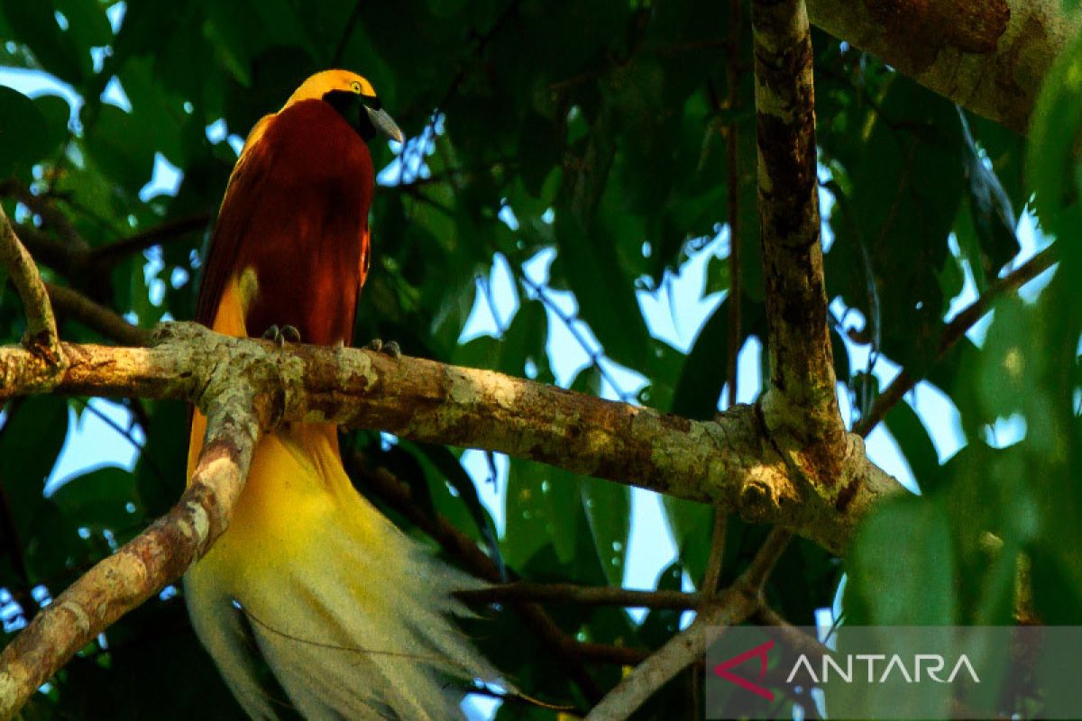 WWF: Birdwatching Rhepang Muaif di Kabupaten Jayapura masuk ICCA