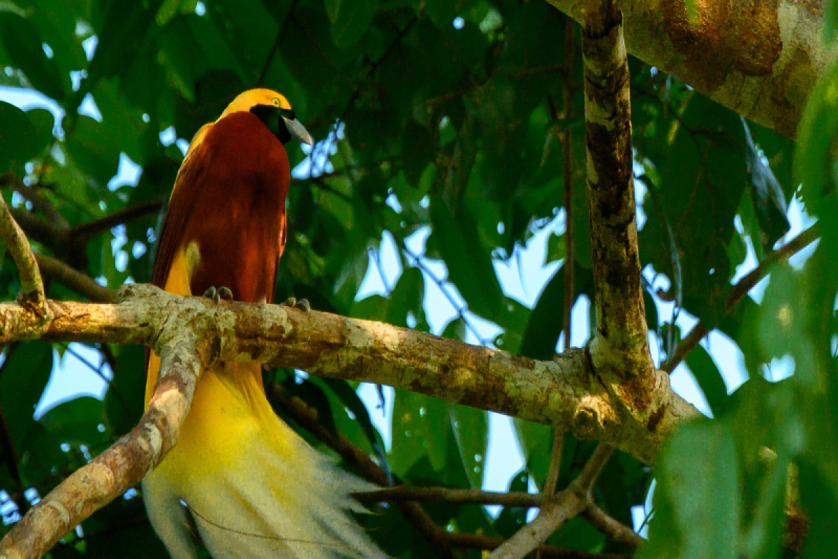 WWF: Birdwatching Rhepang Muaif Kabupaten Jayapura masuk ICCA