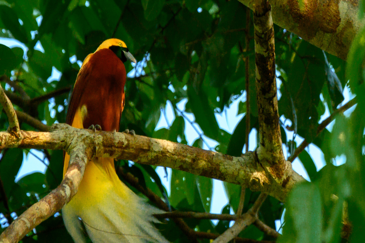 Birdwatching Rhepang Muaif di Kabupaten Jayapura masuk ICCA