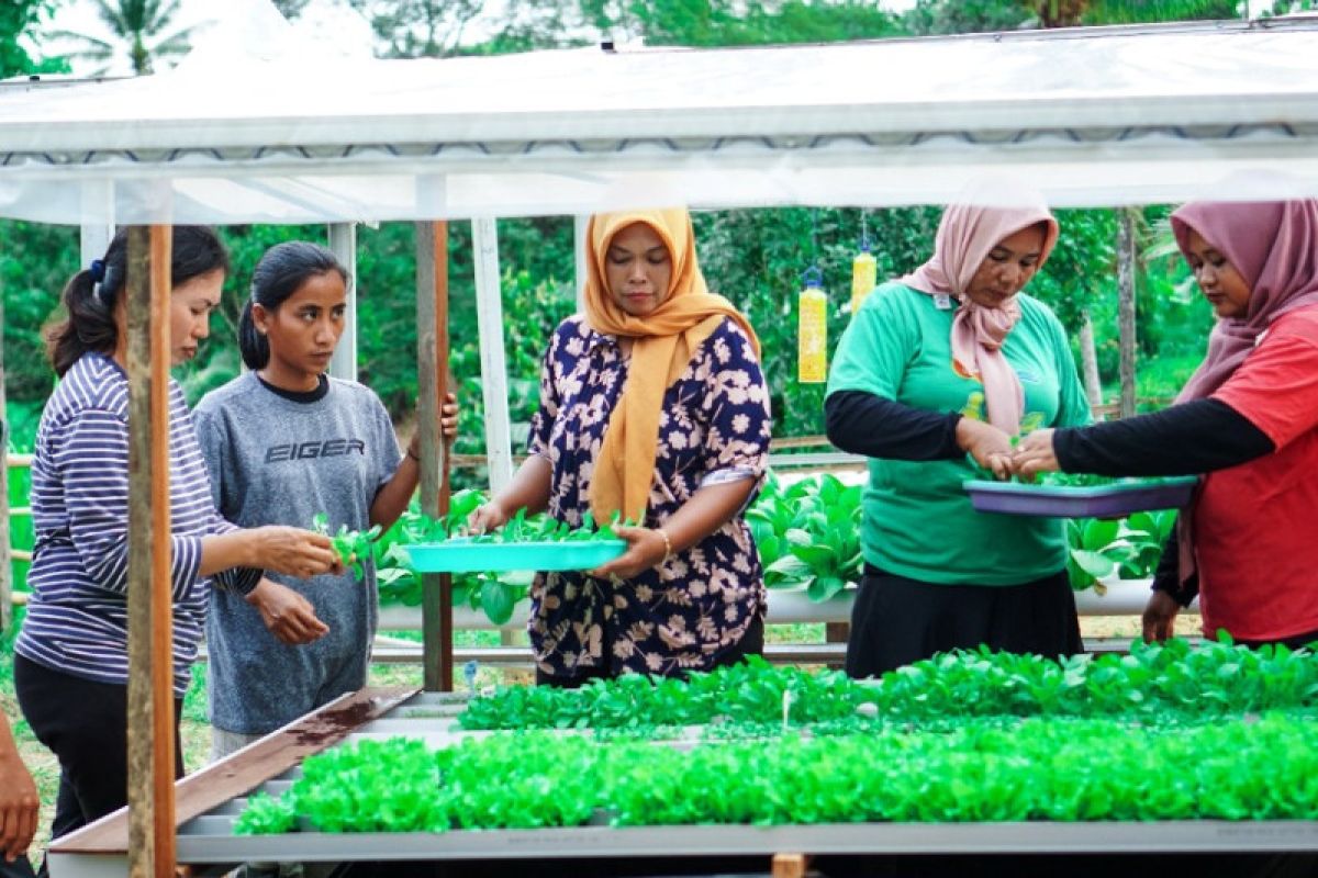 OIKN: Pelatihan pertanian di Nusantara  membuahkan hasil