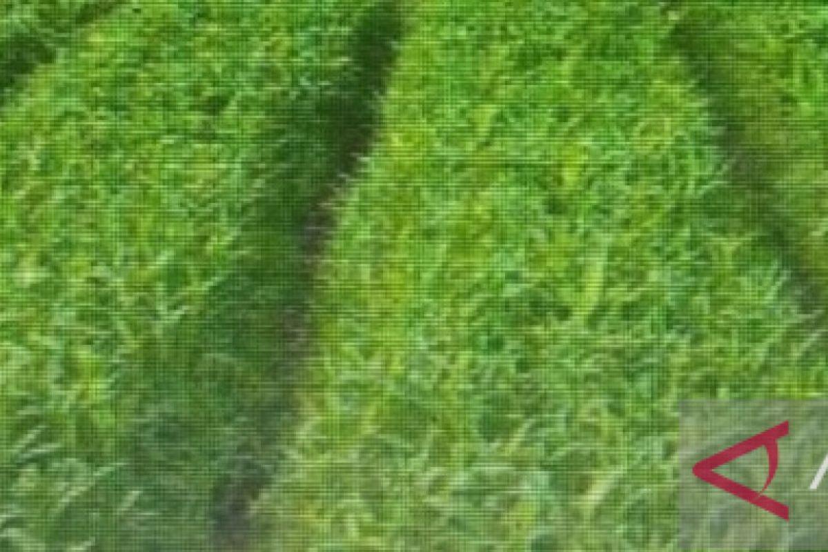 Penyaluran pupuk dan benih tanaman hortikultura bantu petan dii Aru