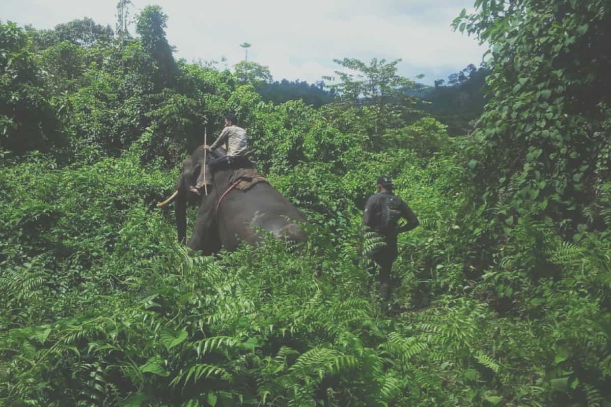 Tim BKSDA Aceh kerahkan gajah jinak halau gajah liar
