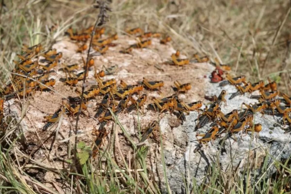 NTT works with FAO, three universities to tackle locust swarms