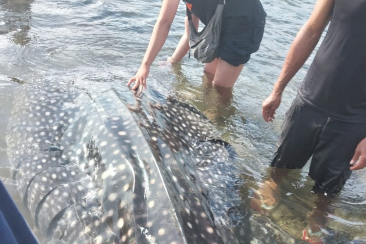 DKP NTT: Hiu paus terdampar di Larantuka dilepaskan kembali ke laut