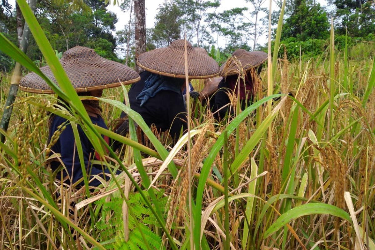 Kegembiraan warga Badui kala panen padi huma melimpah