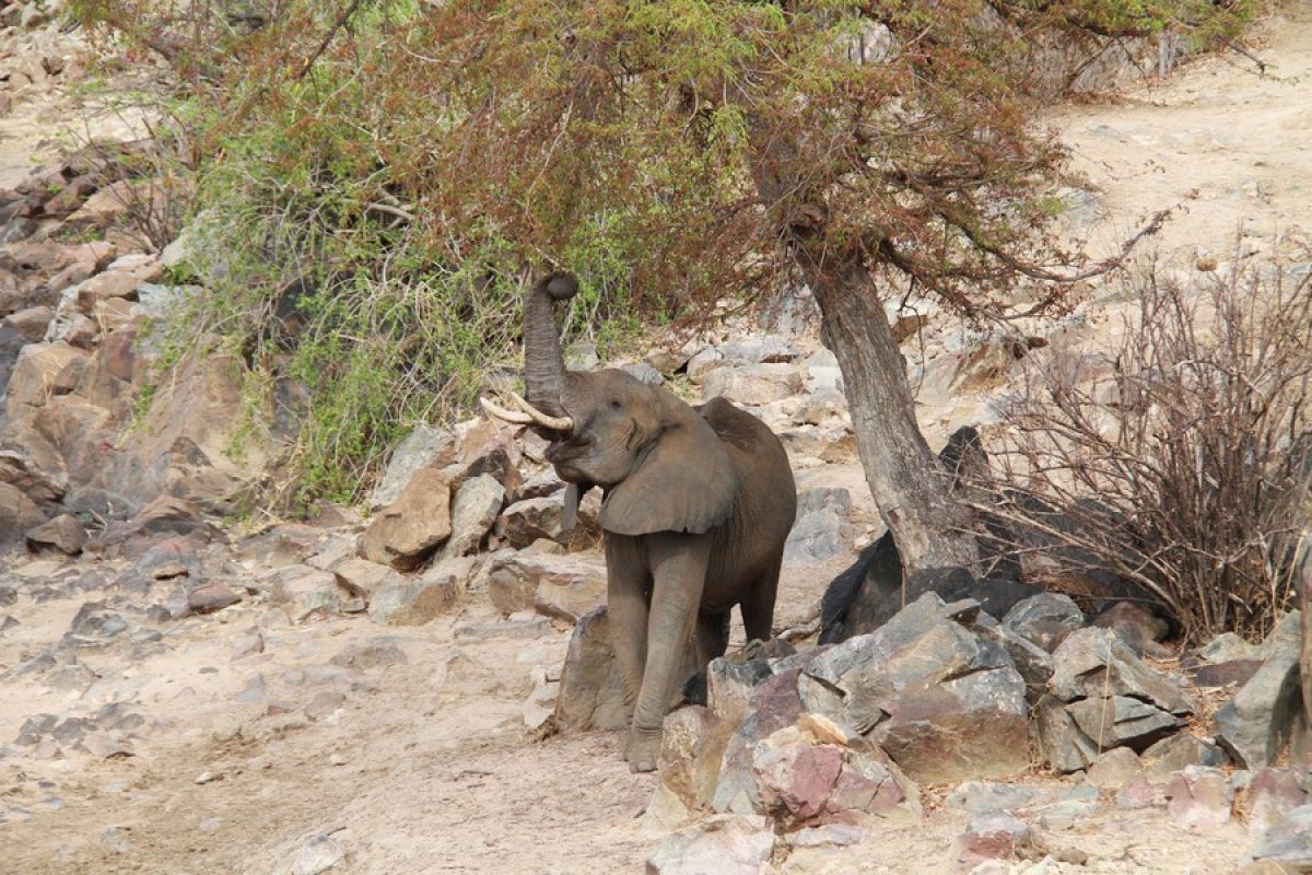 Dalam 14 bulan, enam gajah mati di Taman Nasional Ruaha Tanzania
