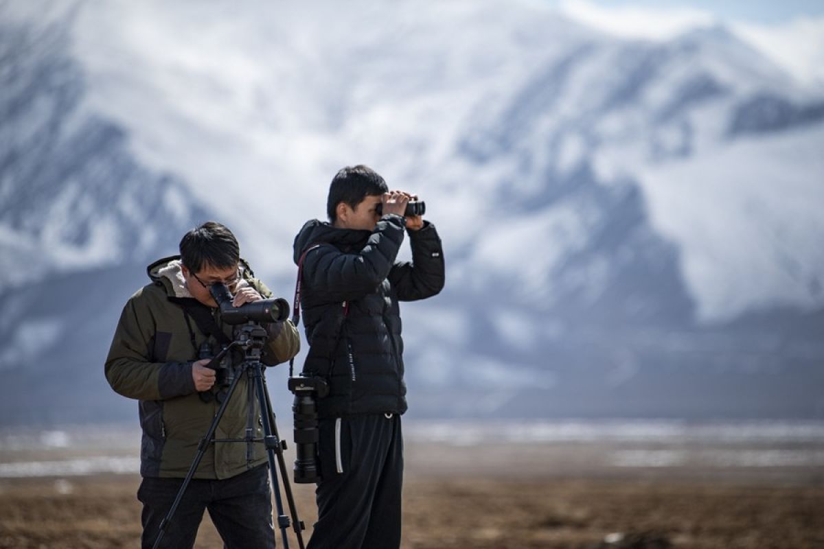 Populasi bangau leher hitam di Tibet terus meningkat