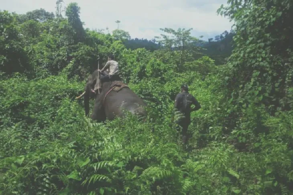 BKSDA Aceh mengaku kekurangan personel tangani konflik gajah liar di Aceh Jaya