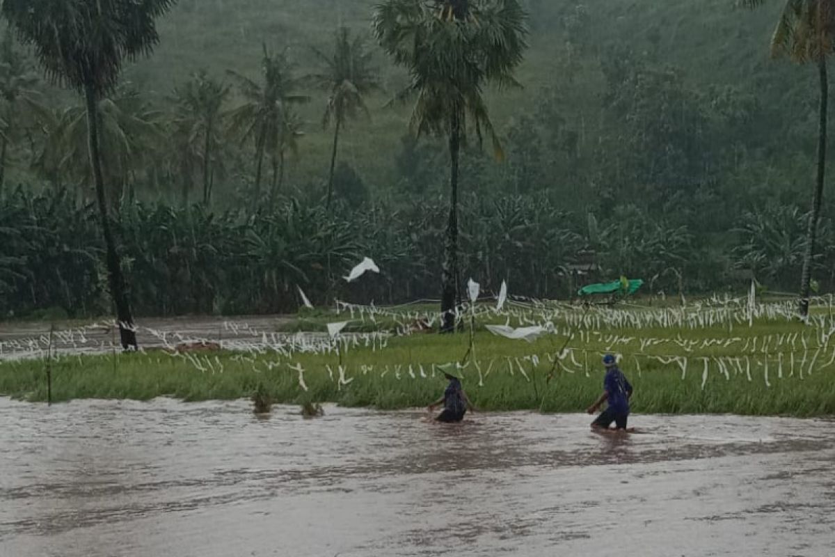 Puluhan hektare tanaman padi siap panen di Bima rusak diterjang banjir