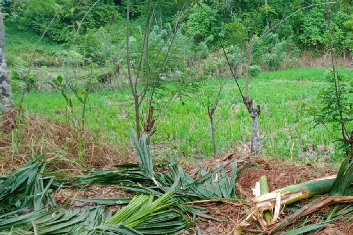 Gajah liar rusak tanaman pinang dan padi warga Panga Aceh Jaya