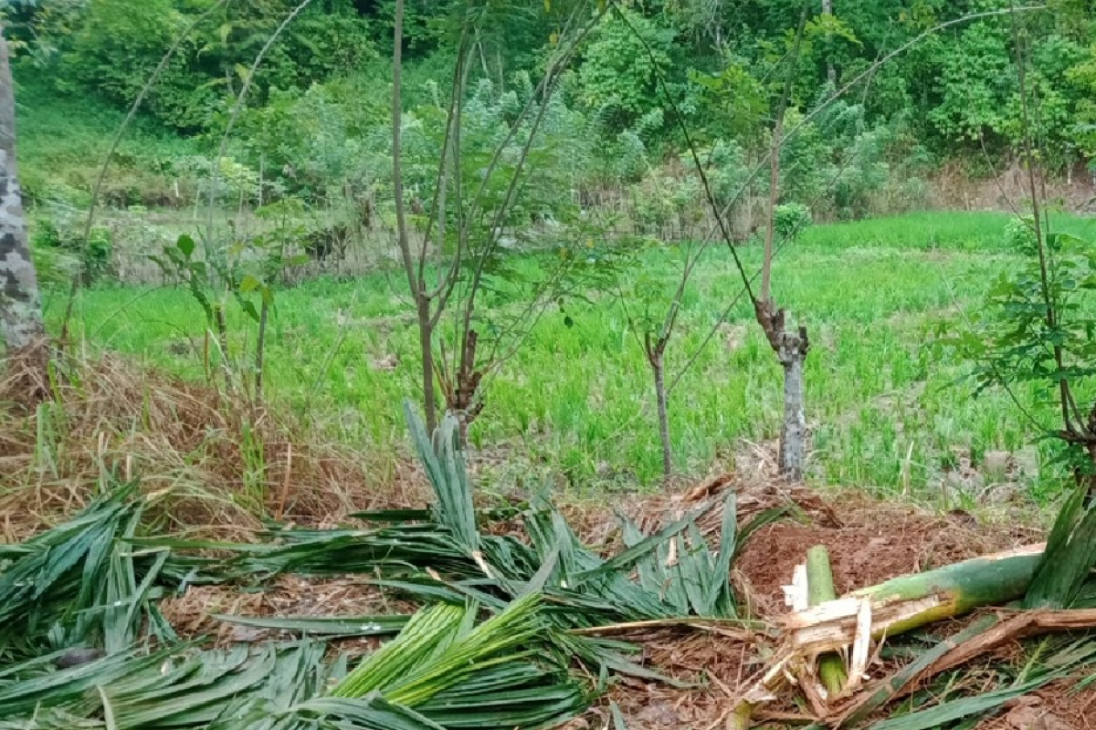 Gajah liar kembali rusak tanaman pinang dan padi warga di Aceh Jaya