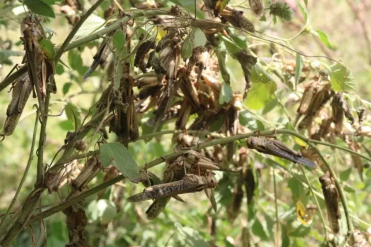 NTT supports farmers to plant substitutes for locust-ravaged crops
