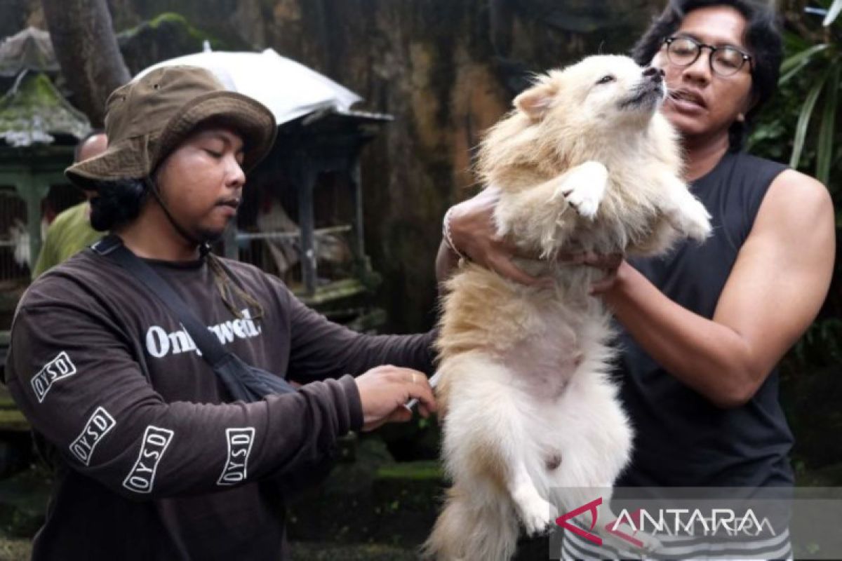Distan Denpasar vaksinasi rabies dari rumah ke rumah
