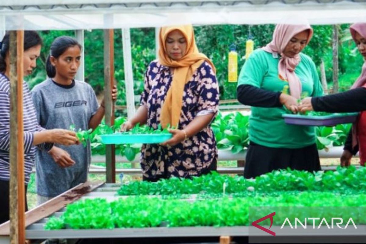 Kaltim kemarin, Hasil pelatihan pertanian di IKN hingga upaya lingkungan berkelanjutan