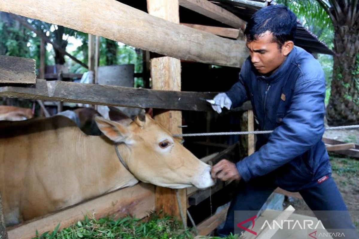 Buton Tengah target vaksin PMK 6.000 ekor sapi selama 2023