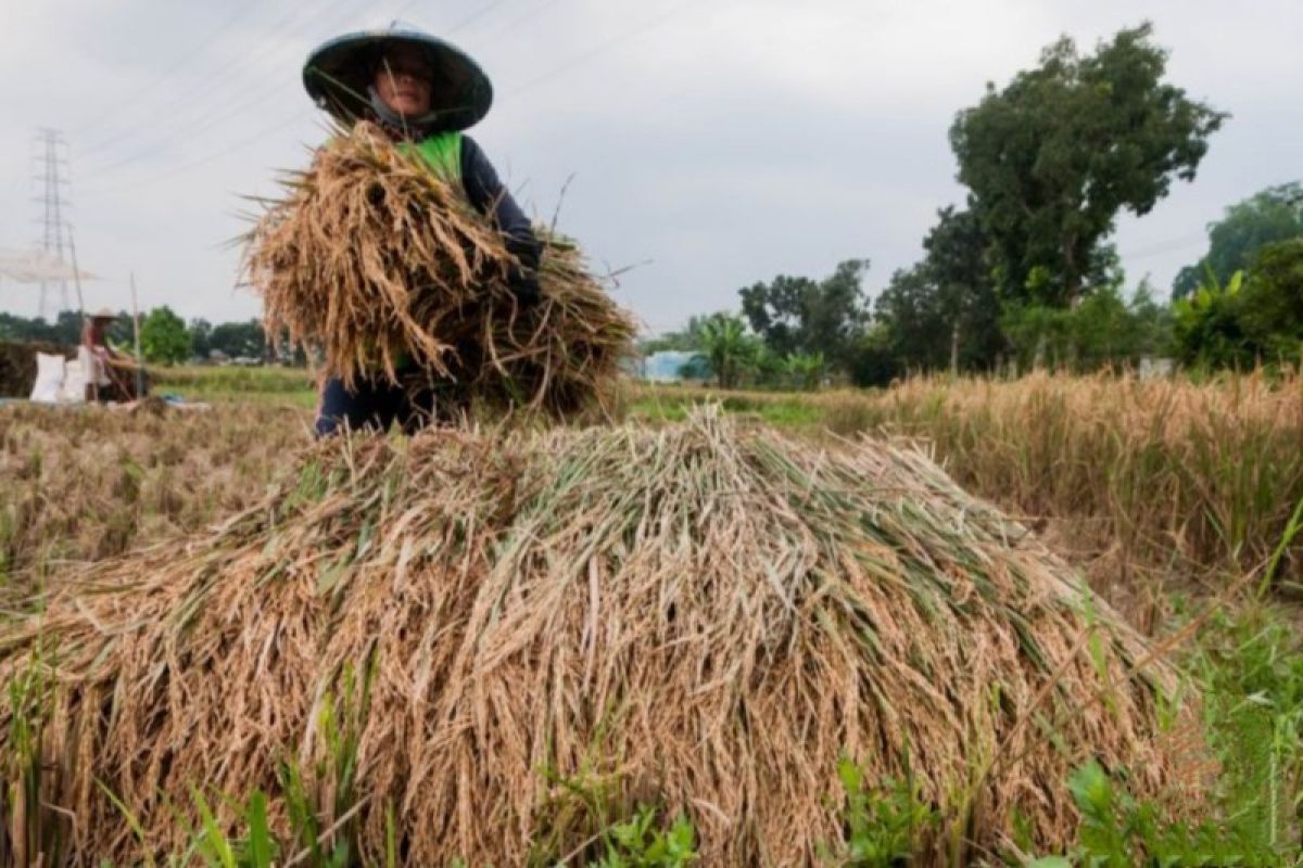 Petani ikut aturan pemerintah soal penetapan harga gabah dan beras