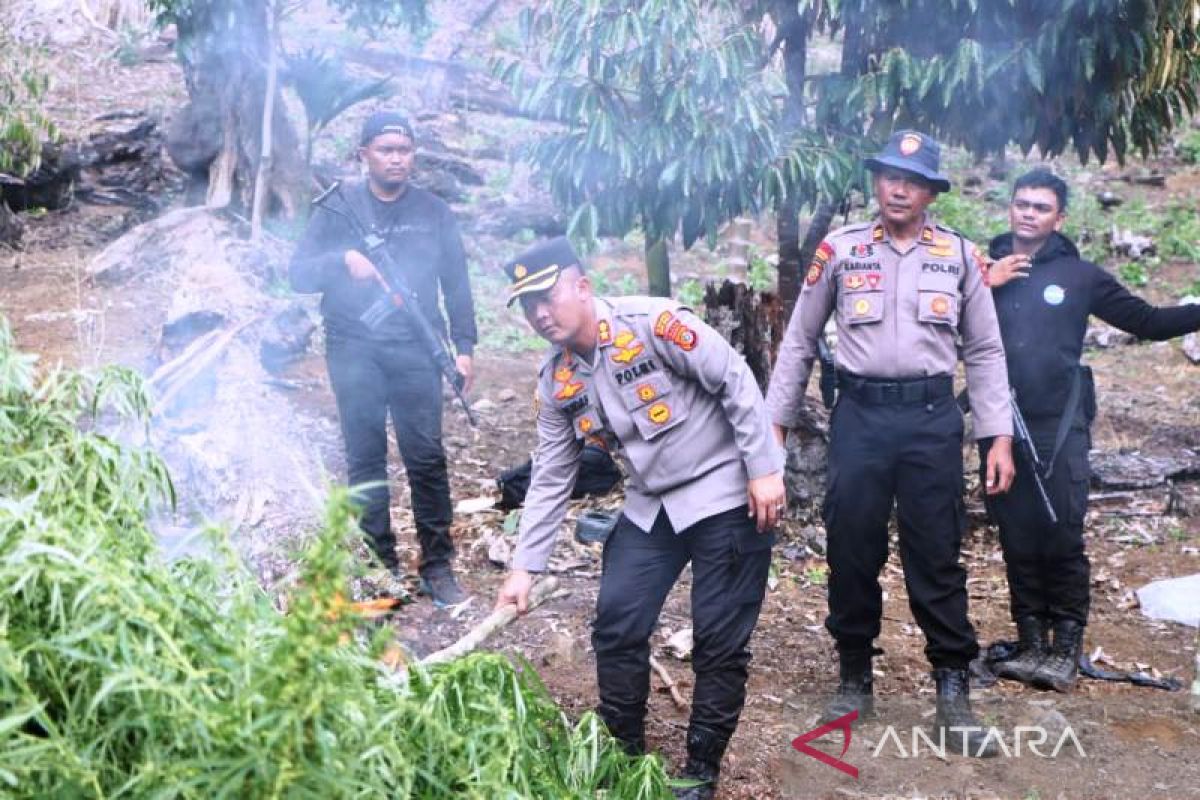 Polres Aceh Barat musnahkan ganja seluas 32 hektare