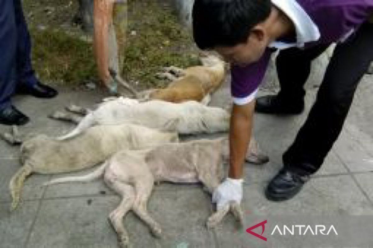 Pemko Sabang bakal eliminasi anjing liar guna pertahankan bebas rabies