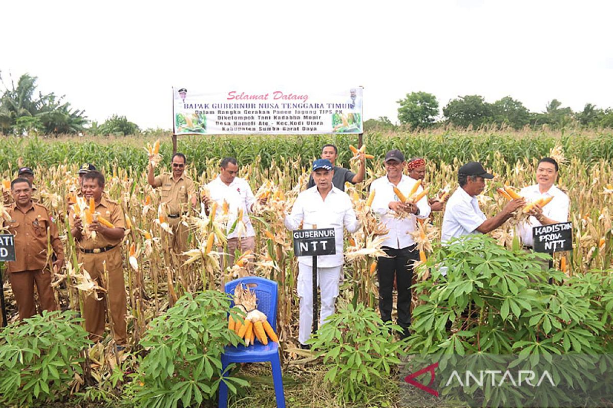 Gubernur NTT bersama petani di Pulau Sumba penen jagung seluas 30 ha