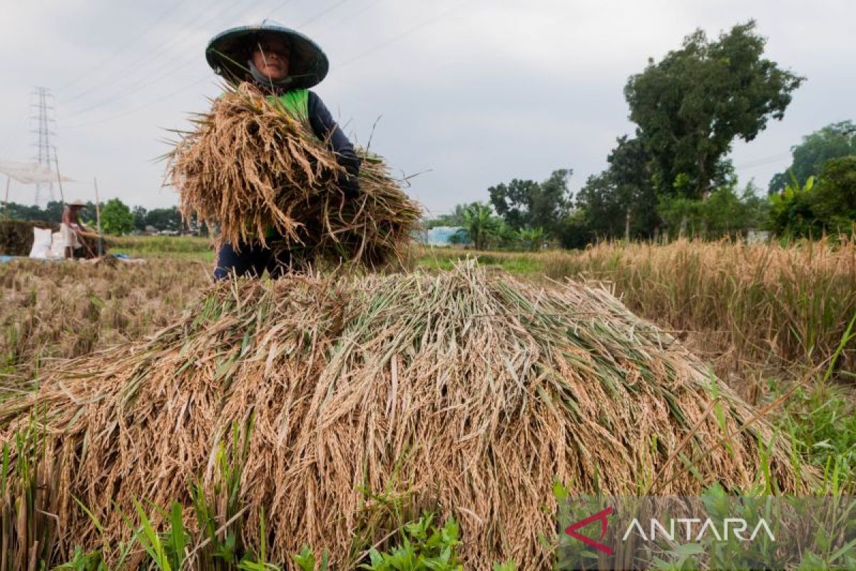 Pemerintah resmi naikkan HPP gabah kering panen menjadi Rp5.000 per kg