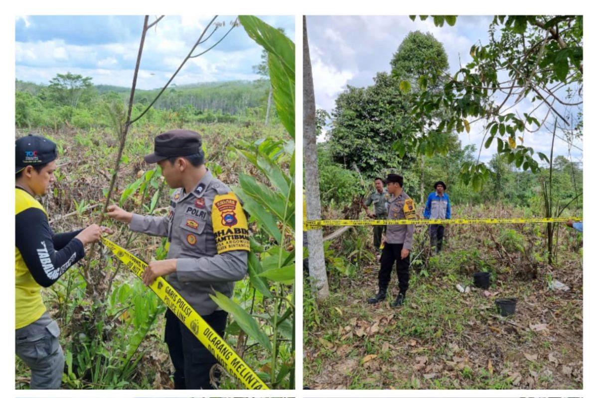 Polres Tabalong tangkap pelaku penanaman sawit dalam kawasan hutan