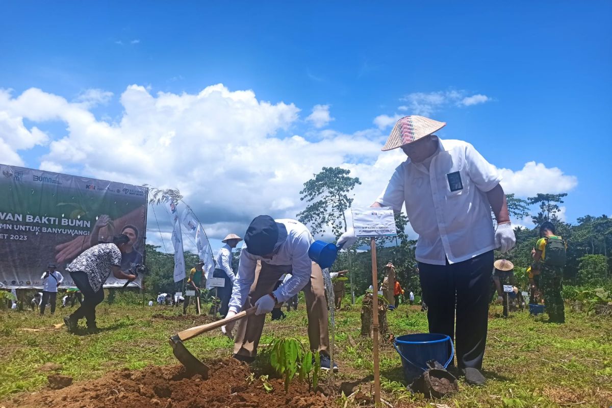 PTPN XII tanam ribuan bibit pohon di kebun Jatirono kawasan Gunung Raung