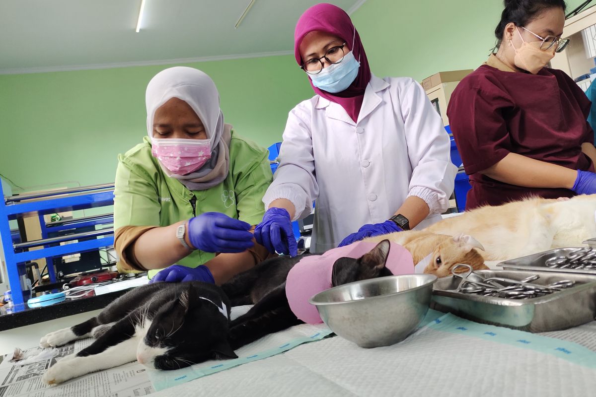 Pemprov Lampung sterilisasi kucing domestik