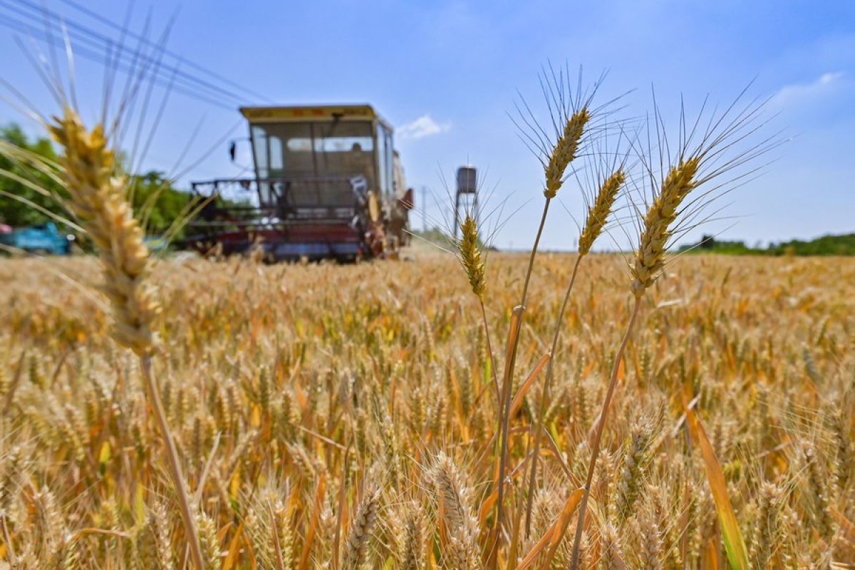 Peneliti China temukan gen gandum resesif yang resistan terhadap virus