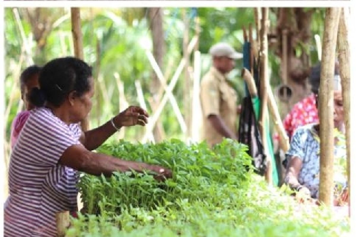 Pemkab Biak Galakkan Tanam Cabai Bersama Kelompok Wanita Tani Biak ...