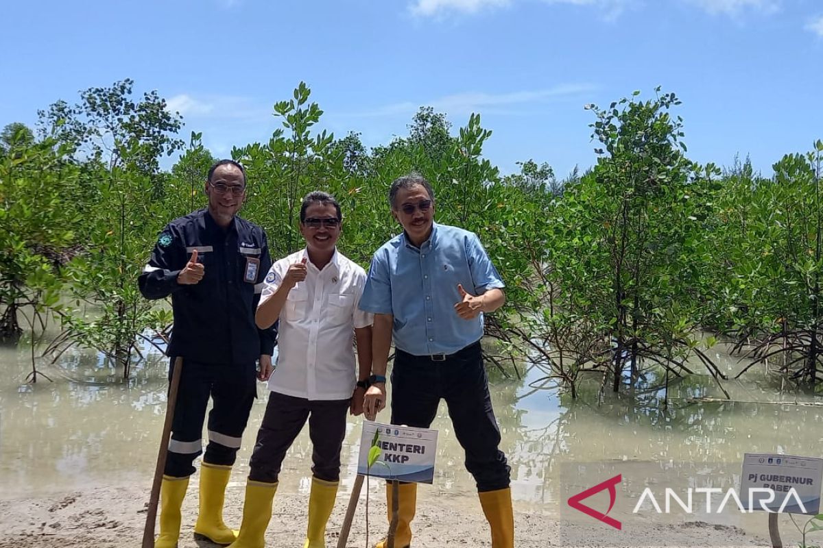 Menteri KKP kujungi Kawasan Revitalisasi Mangrove PT Timah