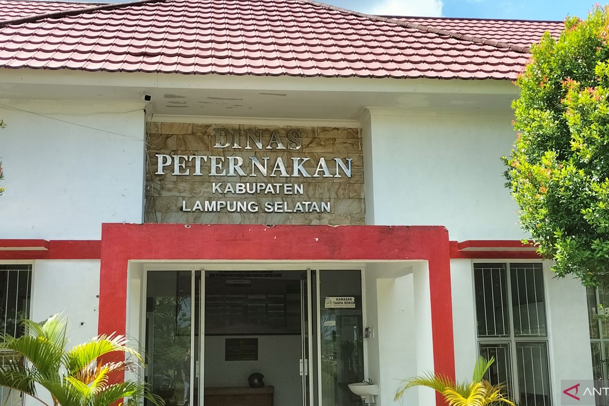 Pemkab Lampung Selatan distribusikan 20 sapi PO betina kepada kelompok tani