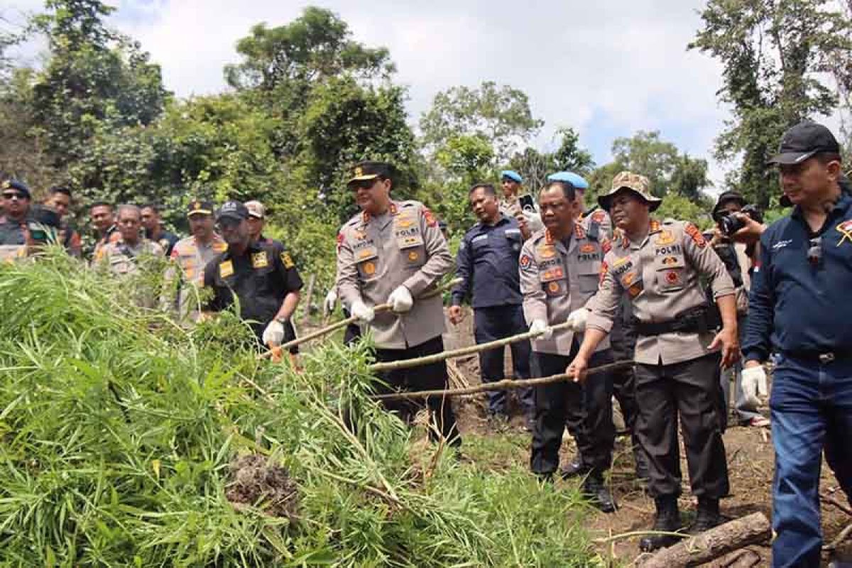 Polda Aceh musnahkan 11 hektare ladang ganja