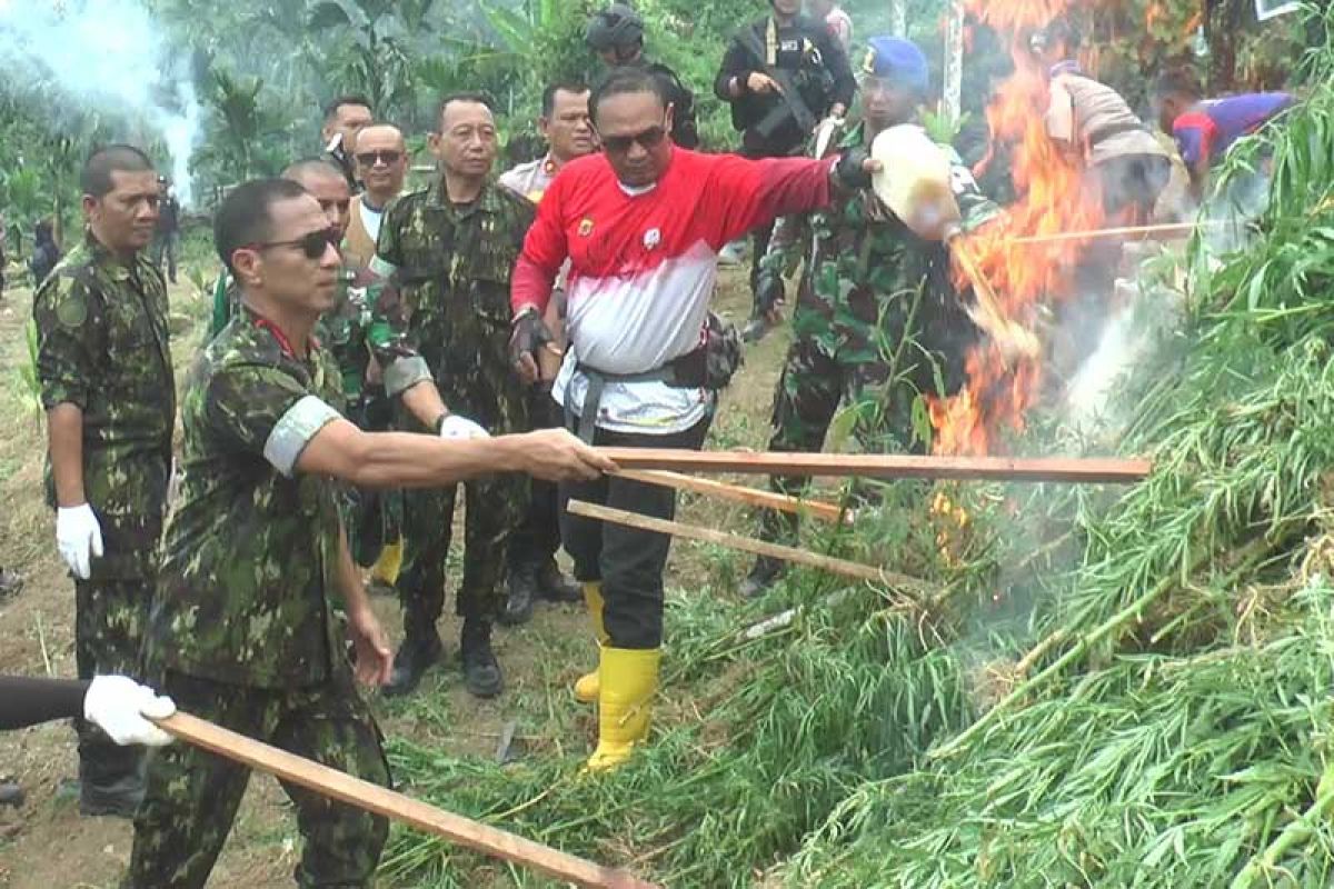 BNN musnahkan 40 ribu batang ganja di Aceh Utara
