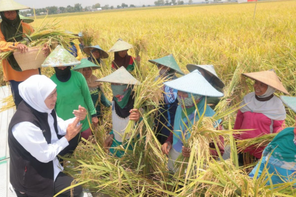 Jatim panen raya padi varietas inpari