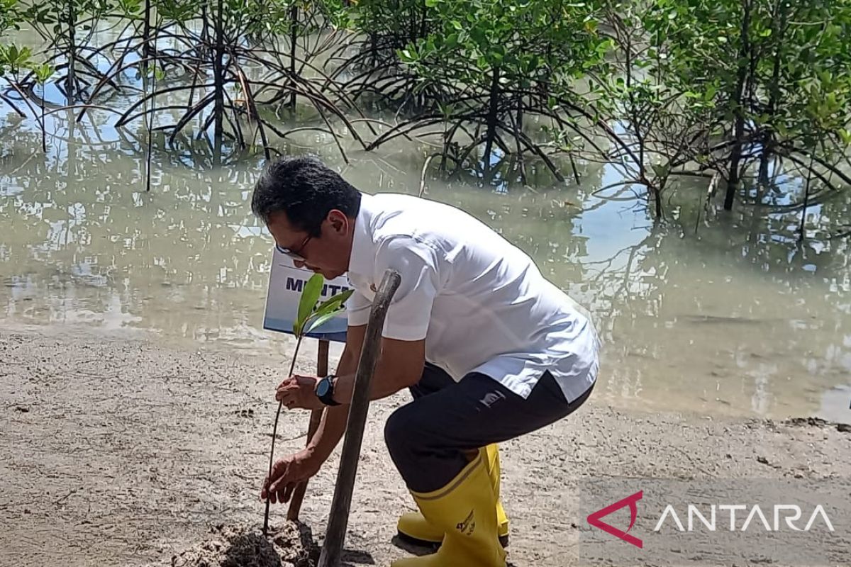 Menteri KKP menanam 5.000 mangrove di Pantai Rebo Bangka