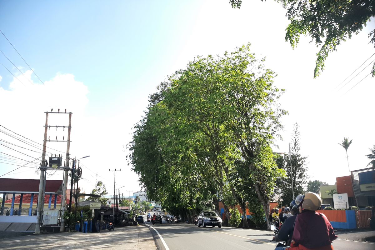 1.200 pohon lapuk dan keropos akan dipangkas Pemkot Tanjungpinang