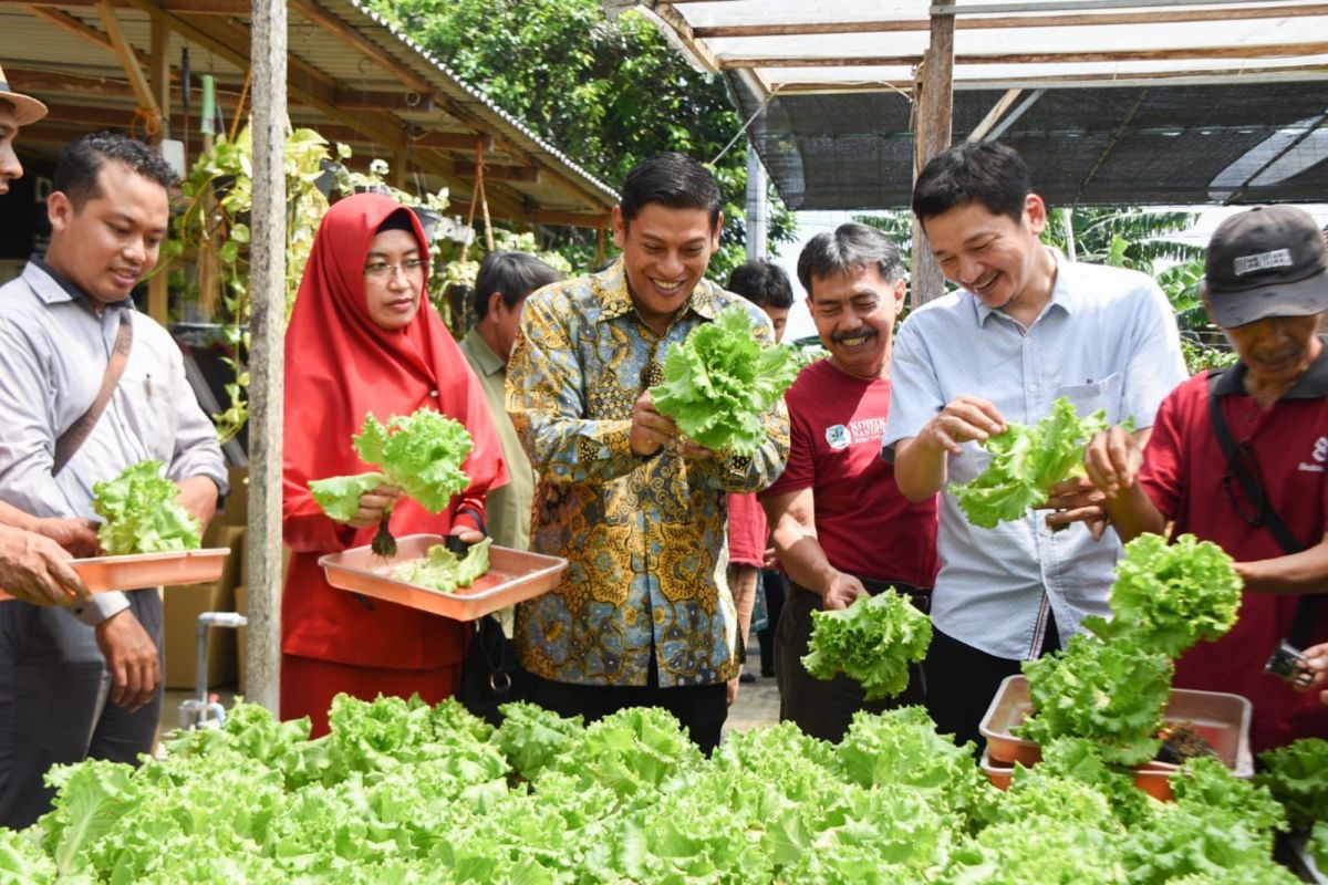 Wali Kota: Sayuran hidroponik Kediri tembus pusat perbelanjaan