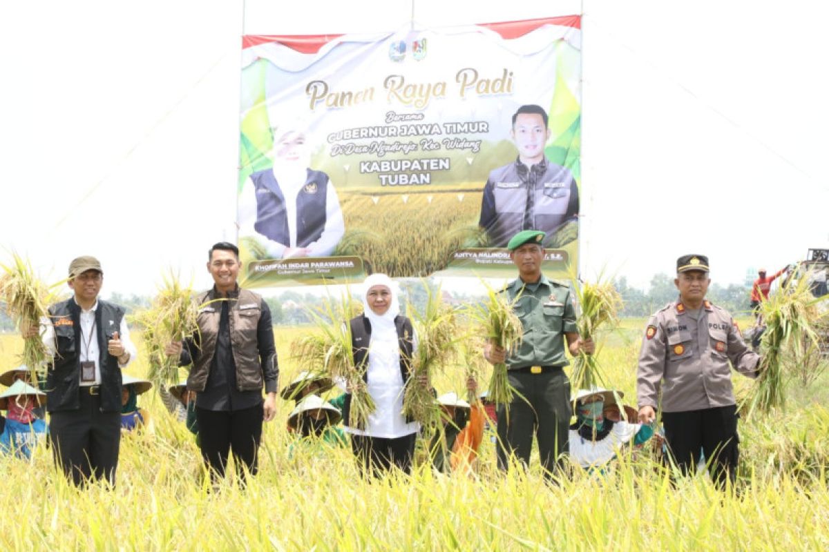 Gubernur Jatim panen padi varietas unggul di Tuban