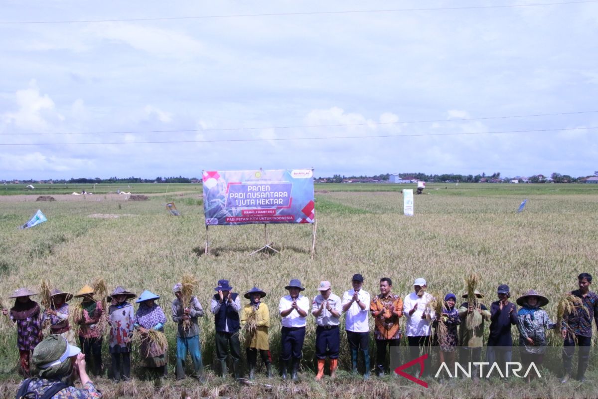 Kabupaten Serang Jadi Lokus Panen Padi Nusantara 1 Juta Hektare se Indonesia