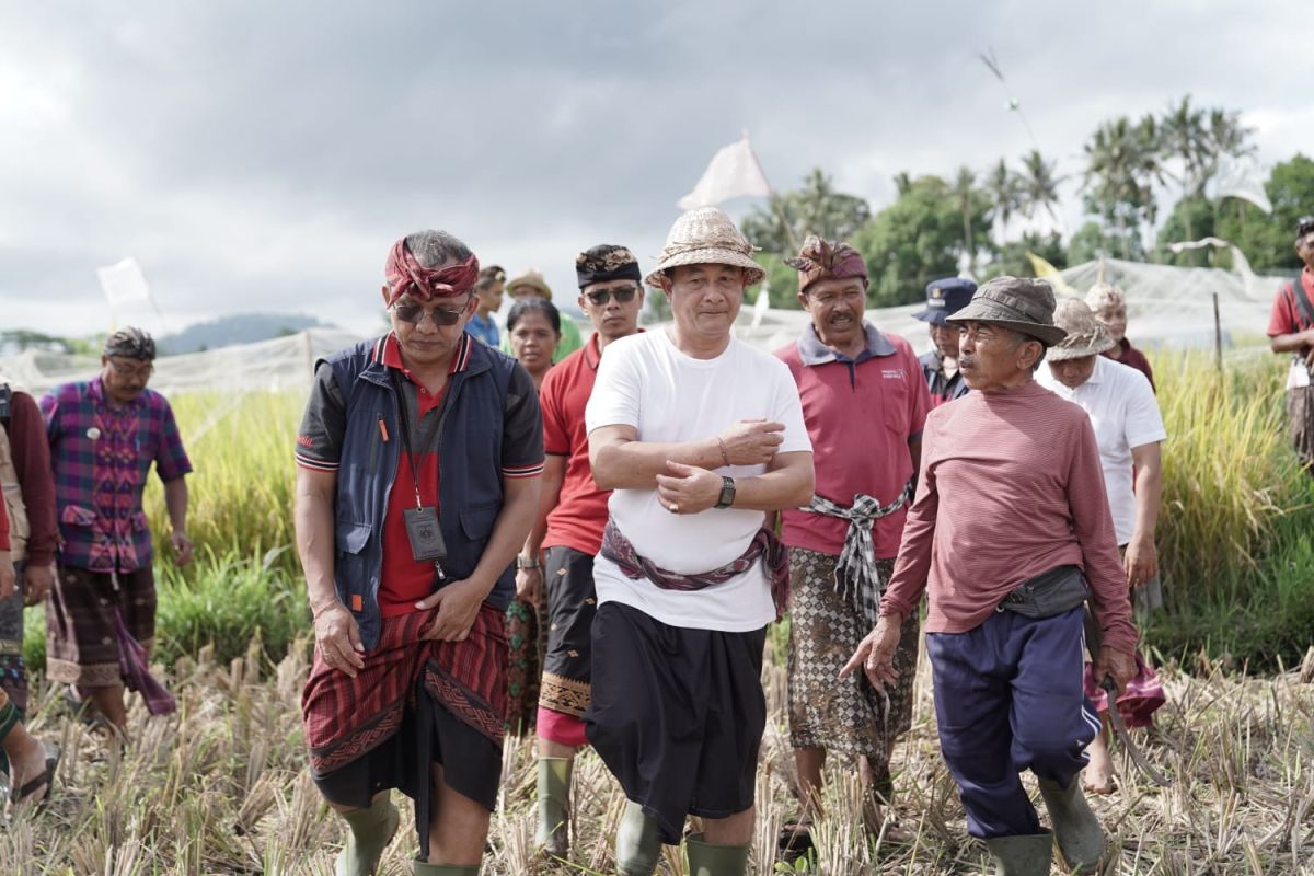 Bupati Karangasem panen padi bersama petani