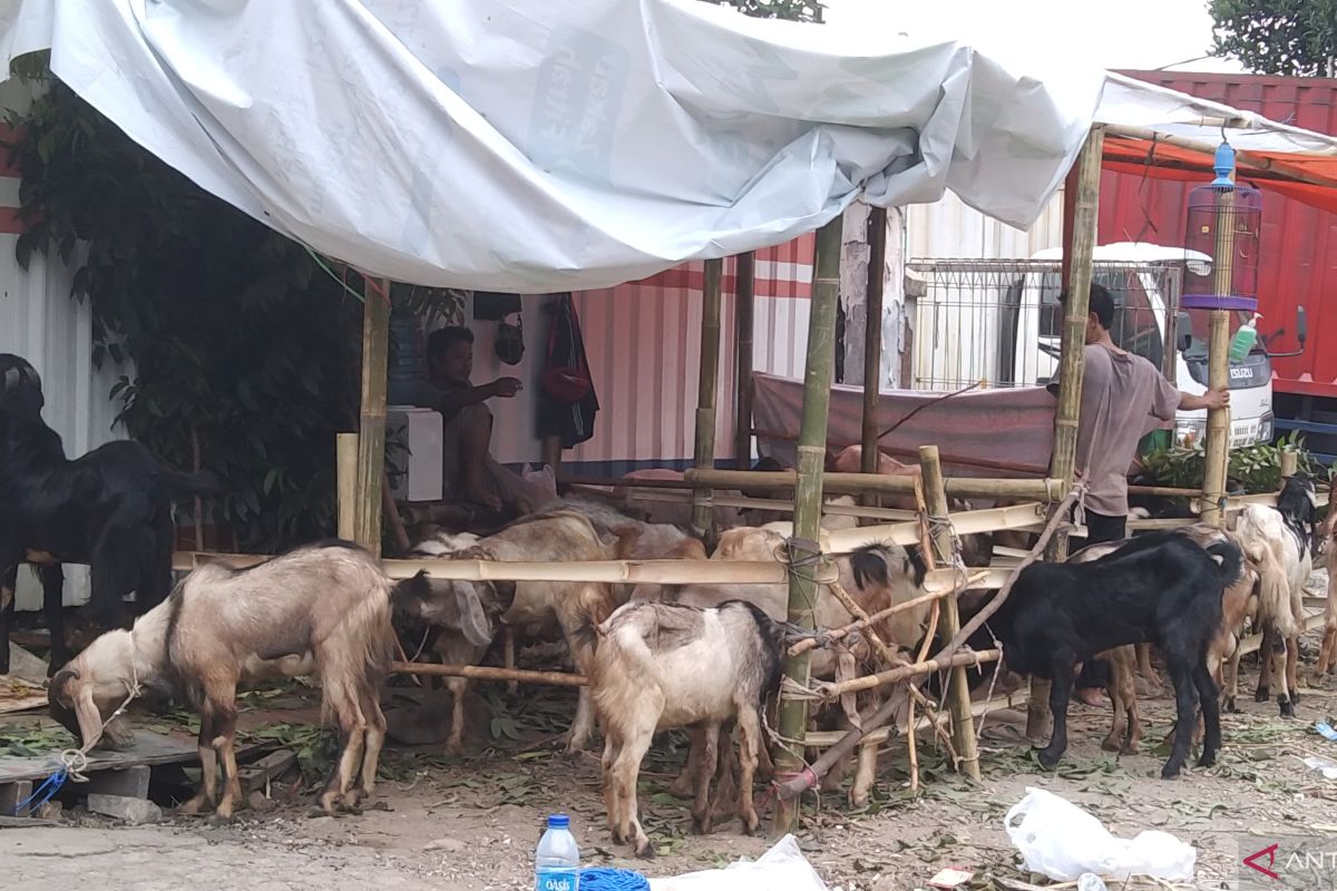 Dinas KPKP DKI minta pemasok hewan potong sertakan dokumen kesehatan