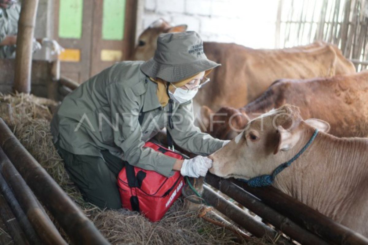 Distan Cirebon catat 83 ekor sapi terjangkit LSD