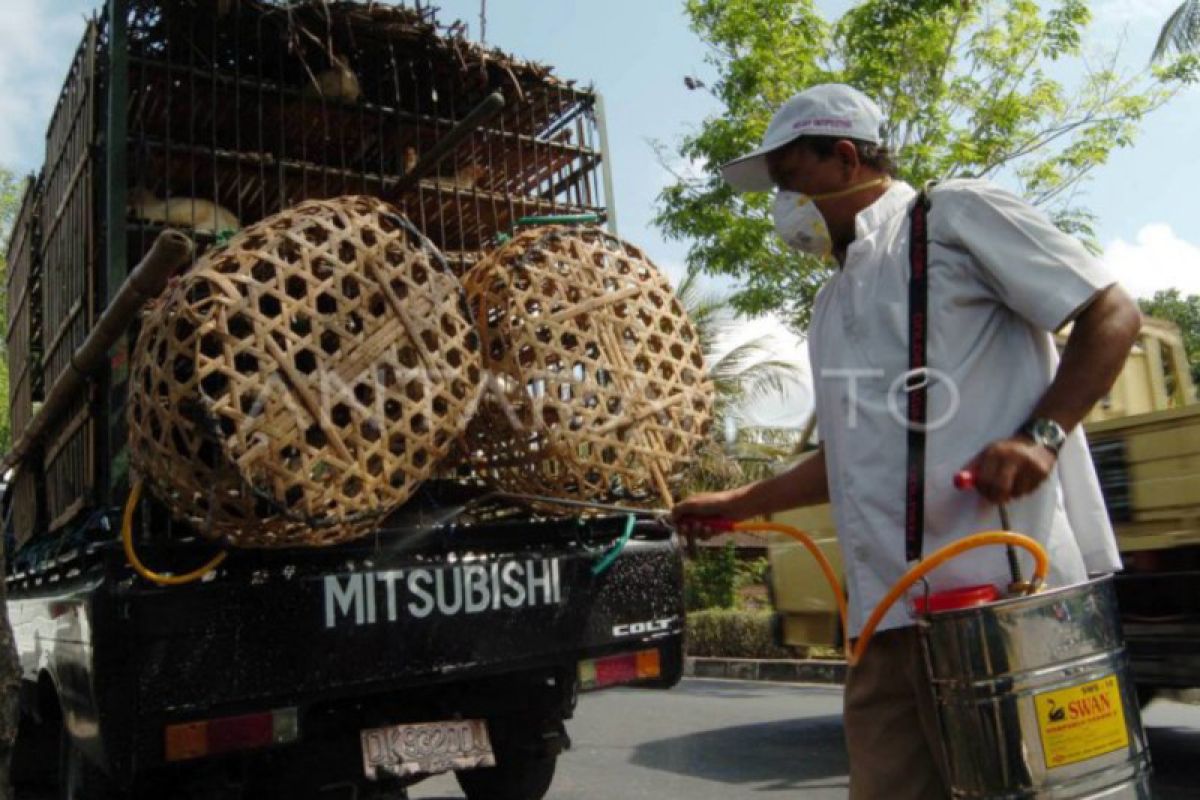 DIY memperketat lalu lintas unggas cegah flu burung "clade" baru