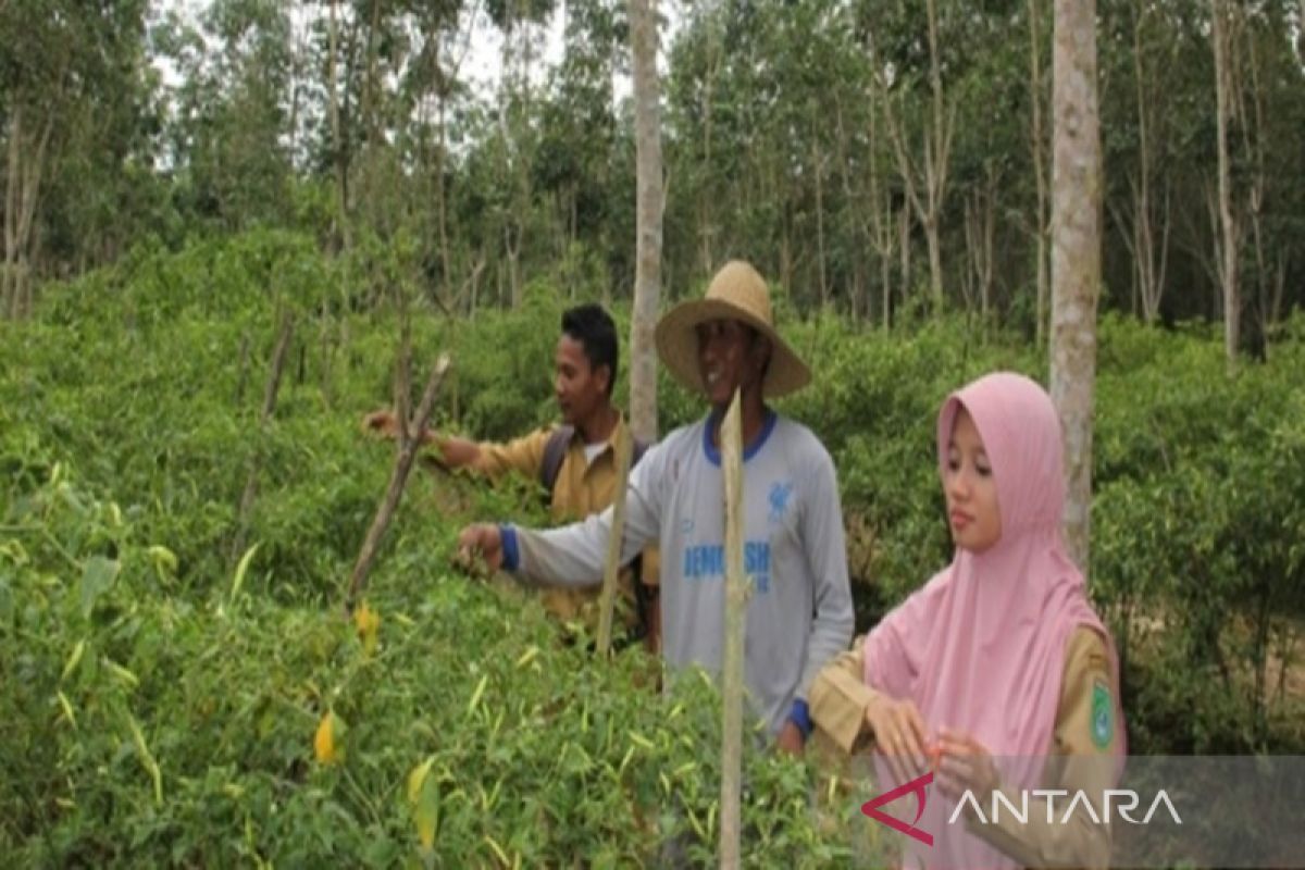 Masyarakat Tanah Bumbu manfaatkan tanah pekarangan tanami cabai