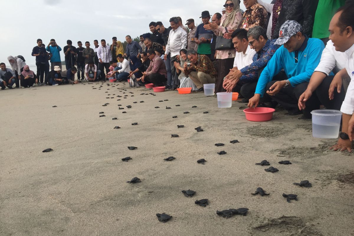 Pemkab Aceh Jaya lepasliarkan 143 ekor tukik