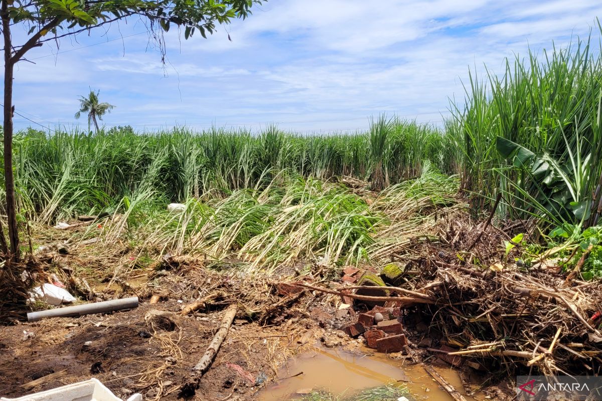 Pemkab Situbondo beri kompensasi kerusakan pertanian akibat banjir