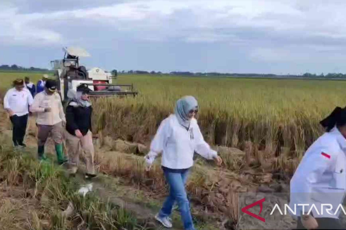 Kabupaten Bekasi gelar panen padi nusantara pada lahan sawah seluas 15 hektare