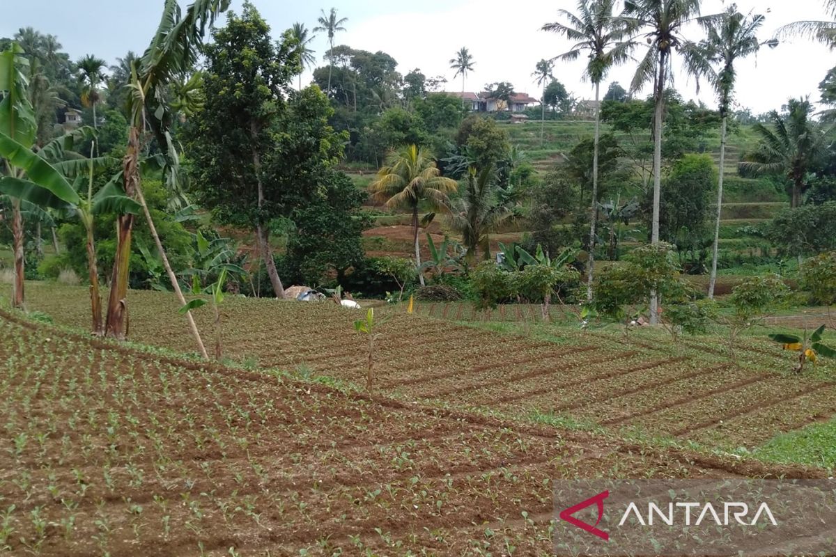 Bupati Sukabumi: Penyuluh menjadi garda terdepan memajukan dunia pertanian