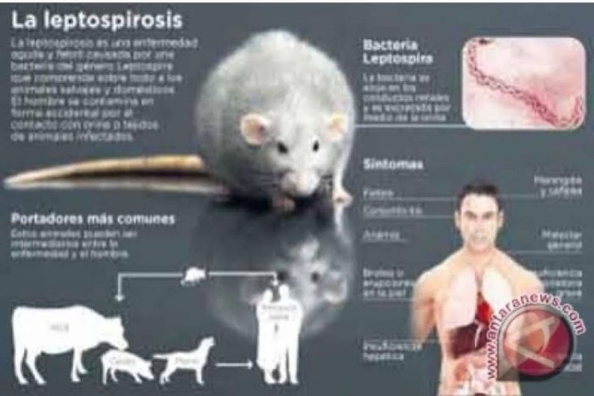 Warga diimbau waspada penyakit leptospirosis dari kencing tikus